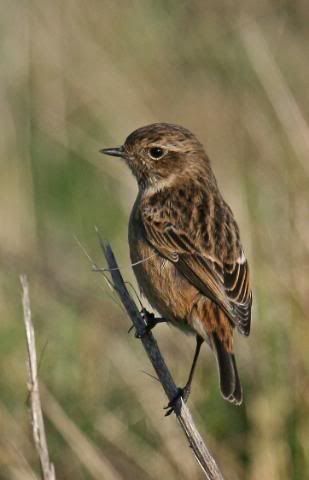 IMAGE: http://i133.photobucket.com/albums/q54/maypole_photos/stonechat7.jpg