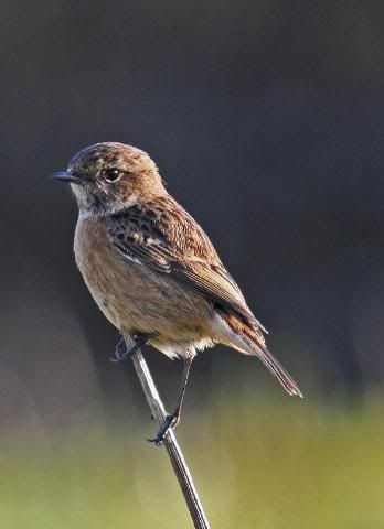 IMAGE: http://i133.photobucket.com/albums/q54/maypole_photos/stonechat8.jpg