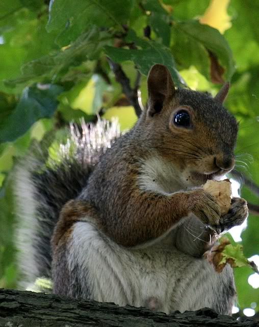 IMAGE: http://i133.photobucket.com/albums/q54/maypole_photos/sundaysquirrel2.jpg