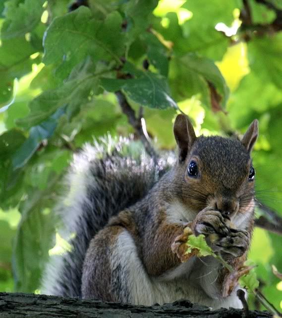 IMAGE: http://i133.photobucket.com/albums/q54/maypole_photos/sundaysquirrel3.jpg