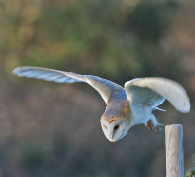 IMAGE: http://i133.photobucket.com/albums/q54/maypole_photos/swoop.jpg