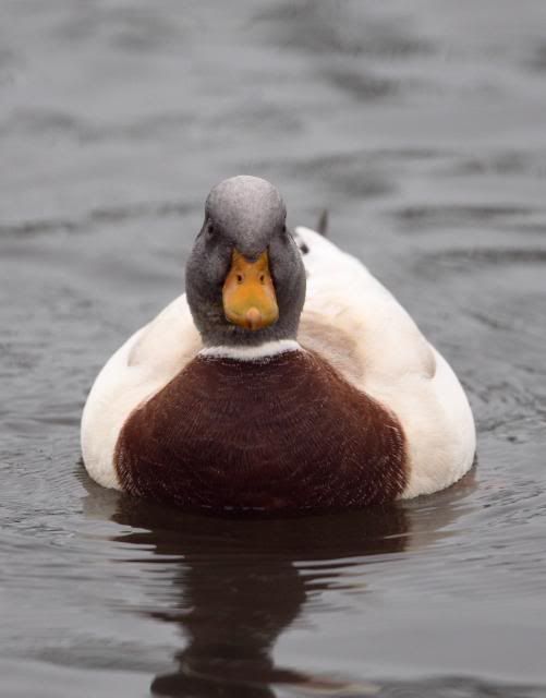 IMAGE: http://i133.photobucket.com/albums/q54/maypole_photos/unknownduck.jpg