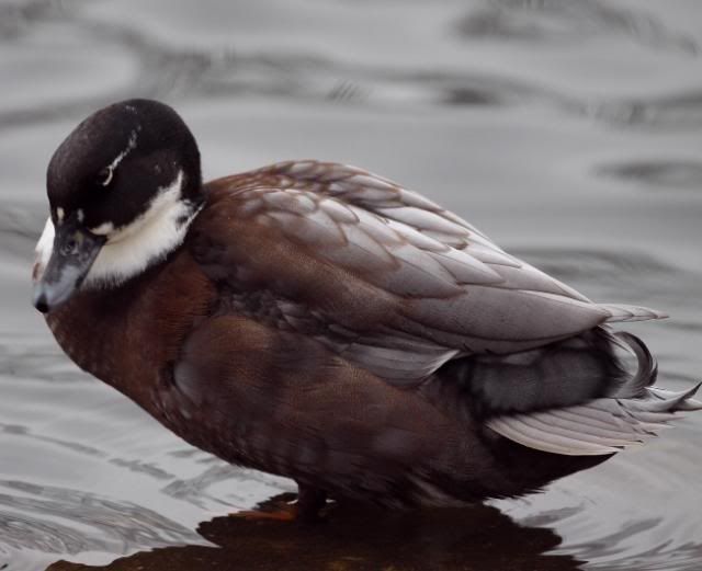 IMAGE: http://i133.photobucket.com/albums/q54/maypole_photos/unknownduck2.jpg