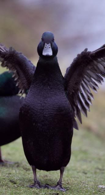 IMAGE: http://i133.photobucket.com/albums/q54/maypole_photos/unknownduck3.jpg