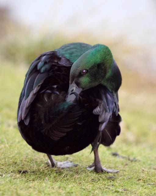 IMAGE: http://i133.photobucket.com/albums/q54/maypole_photos/unknownduck4.jpg