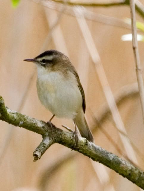 IMAGE: http://i133.photobucket.com/albums/q54/maypole_photos/warbler.jpg