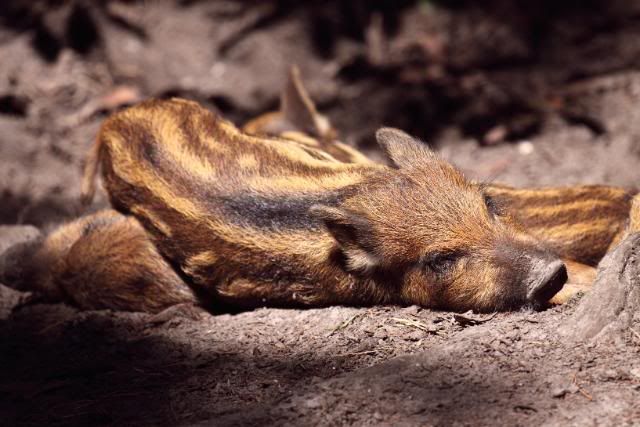 IMAGE: http://i133.photobucket.com/albums/q54/maypole_photos/warthoglet.jpg