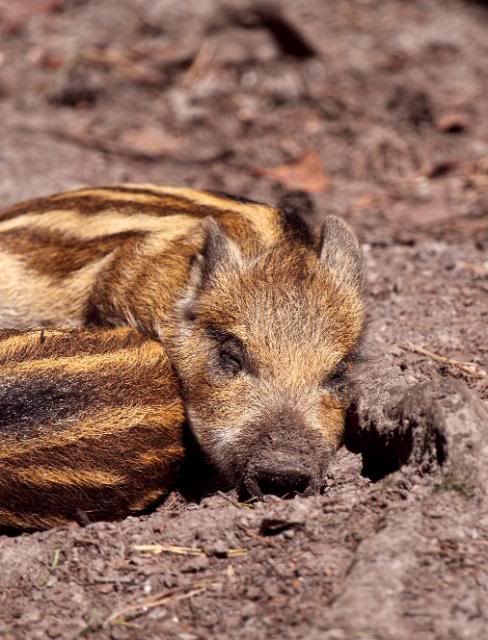IMAGE: http://i133.photobucket.com/albums/q54/maypole_photos/warthoglet2.jpg