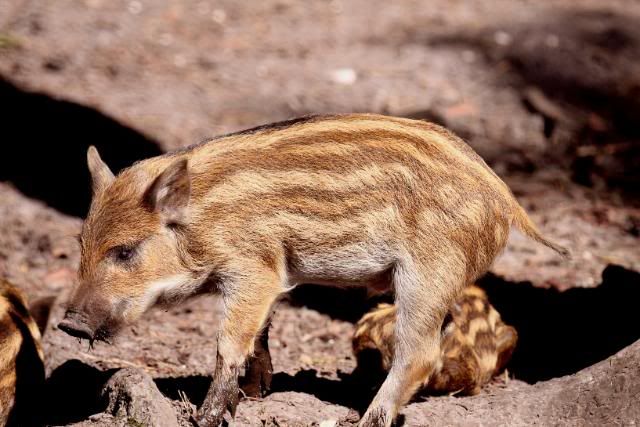 IMAGE: http://i133.photobucket.com/albums/q54/maypole_photos/warthoglet3.jpg