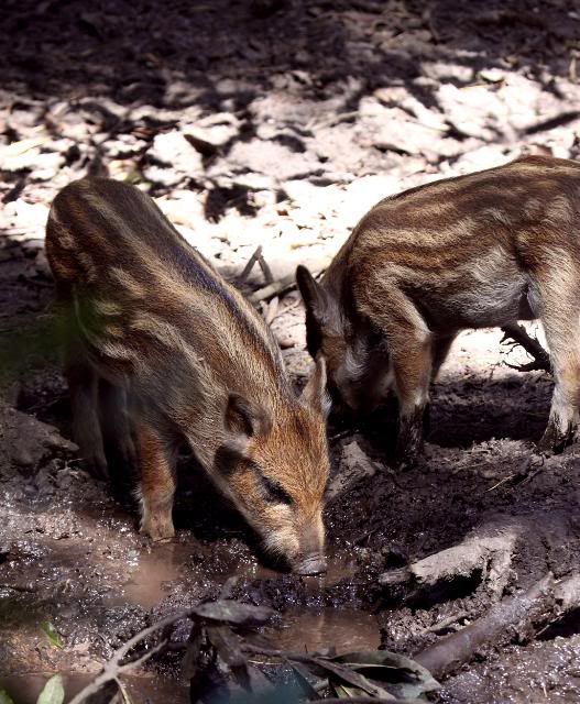 IMAGE: http://i133.photobucket.com/albums/q54/maypole_photos/warthoglet4.jpg