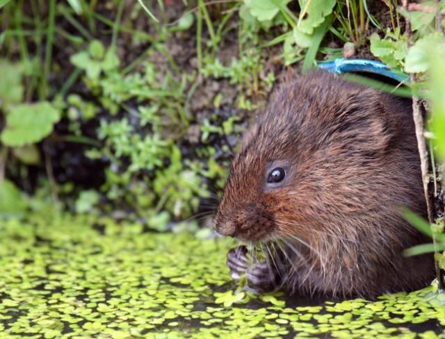 IMAGE: http://i133.photobucket.com/albums/q54/maypole_photos/watervole.jpg
