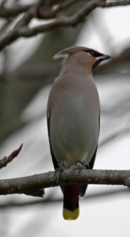 IMAGE: http://i133.photobucket.com/albums/q54/maypole_photos/waxwing.jpg