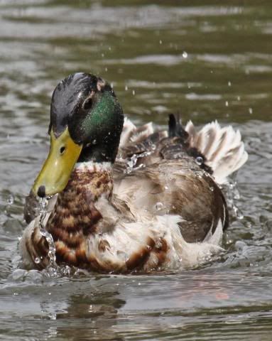 IMAGE: http://i133.photobucket.com/albums/q54/maypole_photos/wethead.jpg