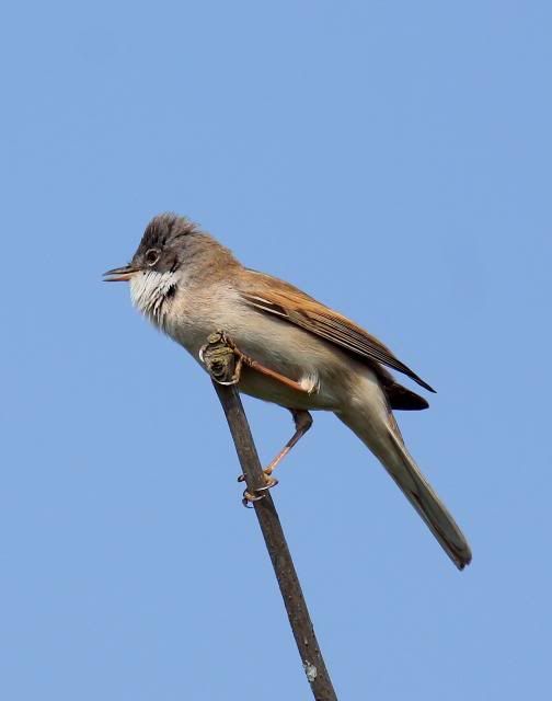 IMAGE: http://i133.photobucket.com/albums/q54/maypole_photos/whitethroat2.jpg