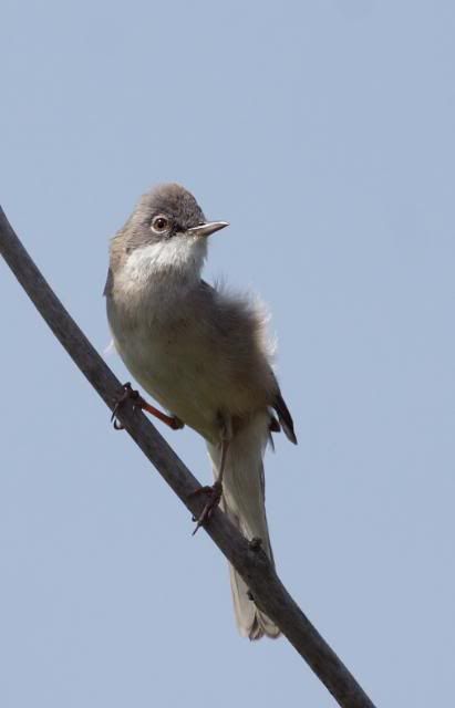 IMAGE: http://i133.photobucket.com/albums/q54/maypole_photos/whitey2.jpg