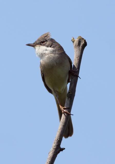 IMAGE: http://i133.photobucket.com/albums/q54/maypole_photos/whitey3.jpg