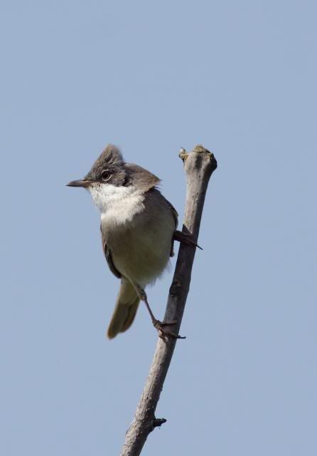 IMAGE: http://i133.photobucket.com/albums/q54/maypole_photos/whitey4.jpg