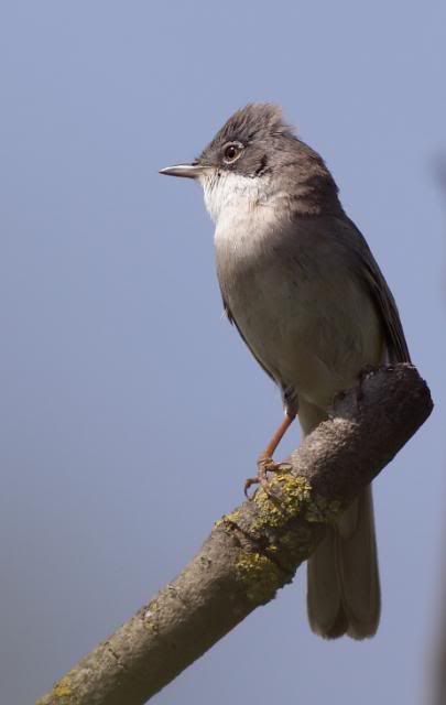 IMAGE: http://i133.photobucket.com/albums/q54/maypole_photos/whitey6.jpg