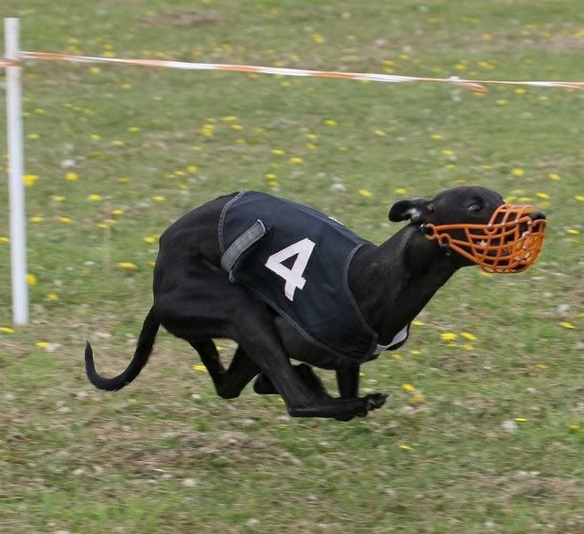 IMAGE: http://i133.photobucket.com/albums/q54/maypole_photos/wip23-2.jpg