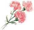 pink carnations Pictures, Images and Photos