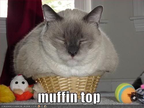 funny fat cat pictures. Dogs Forums - funny animals ]