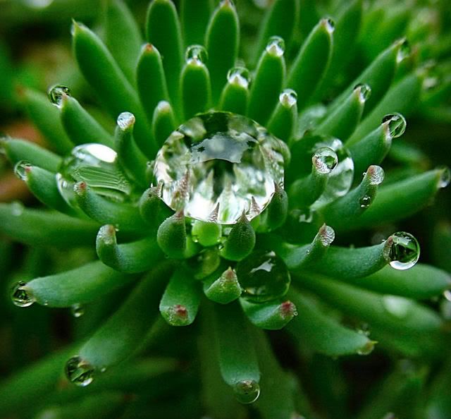 Damla ve Ya�mur Resimleri (3. Katalog)