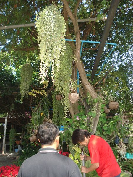 รูปภาพ