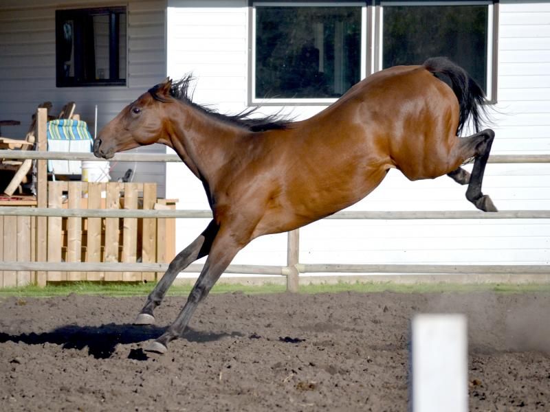 Horse Head Bobbing In Stall at Errol Hite blog