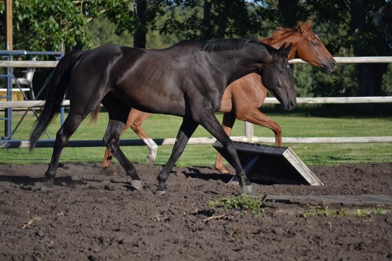 WP Bobbing heads Page 4 The Horse Forum