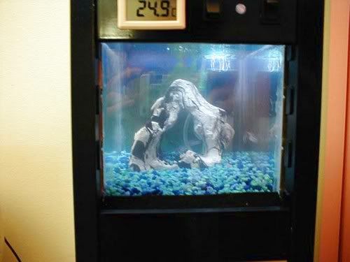 Computer Aquariums