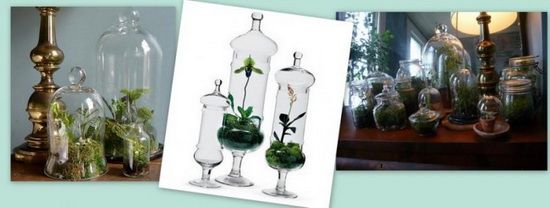 Recycled Terrariums