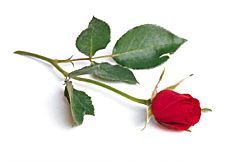 rose Pictures, Images and Photos