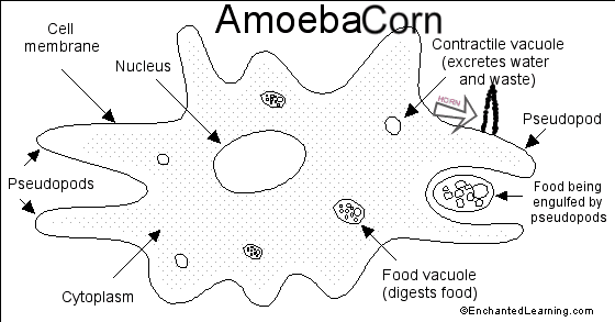 Amoeba Cell Color