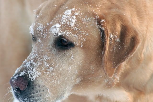 IMAGE: http://i133.photobucket.com/albums/q62/skeeterduck/IMG_7902.jpg