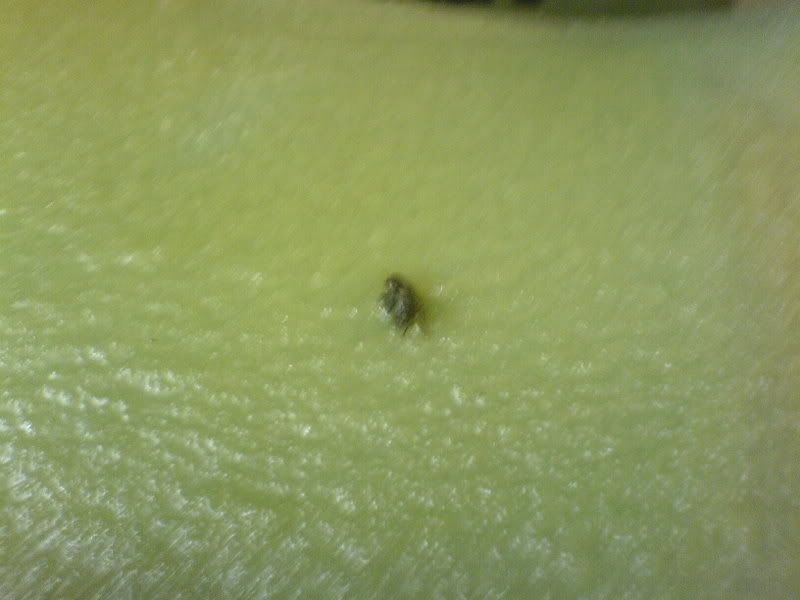 DSC01446.jpg?t=1164479922