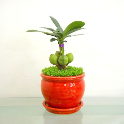 hỏi chỗ mua cây cảnh này....