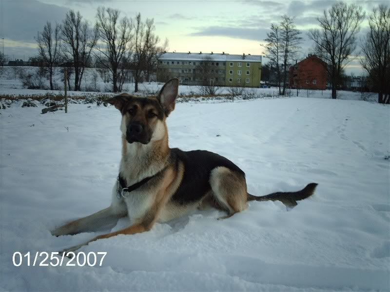 Fotos Thema Hunde Im Schnee