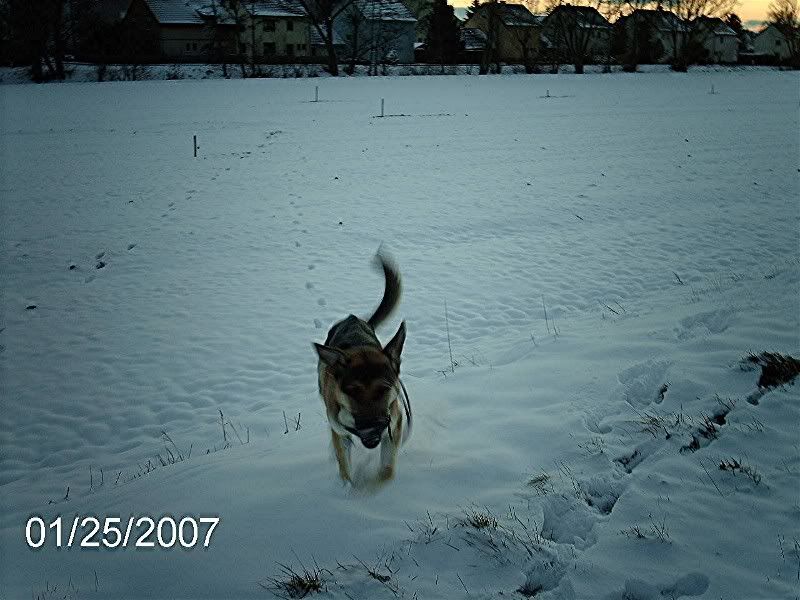 Fotos Thema Hunde Im Schnee