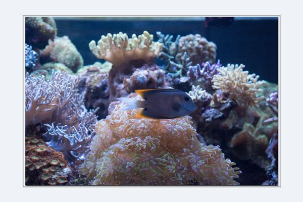 january 2017 tank of