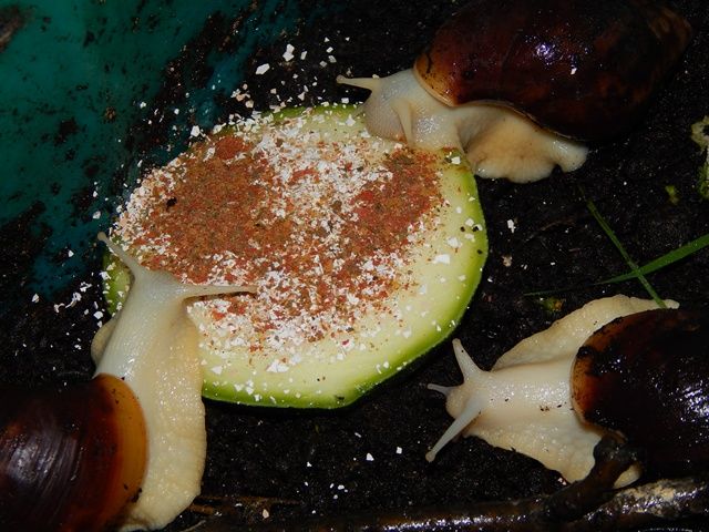 DSCN1200_zpsdbe2f377.jpg