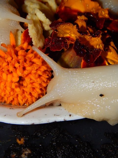 DSCN2566_zpsc8697159.jpg