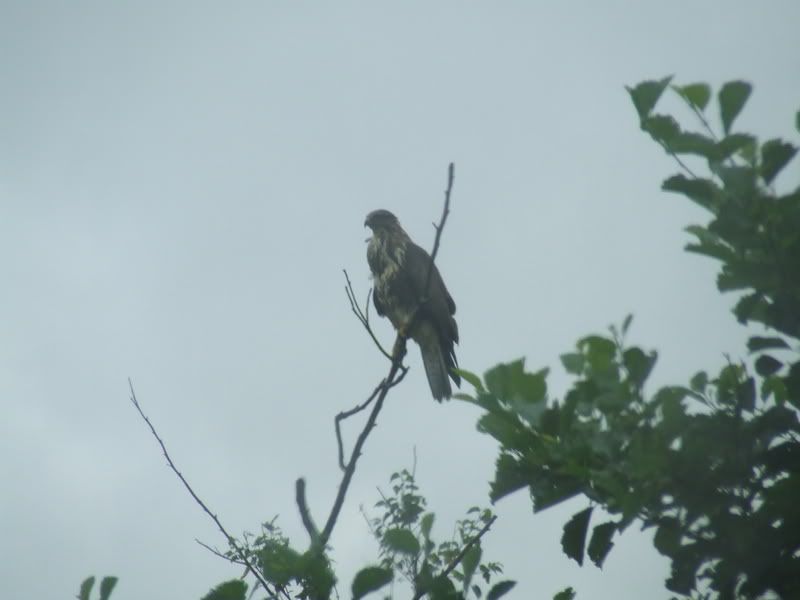 2008_0901casper0002.jpg