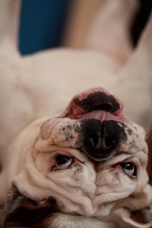 IMAGE: http://i133.photobucket.com/albums/q71/HeleneD1971/IMG_3871.jpg