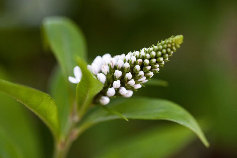 IMAGE: http://i133.photobucket.com/albums/q71/HeleneD1971/IMG_5026.jpg