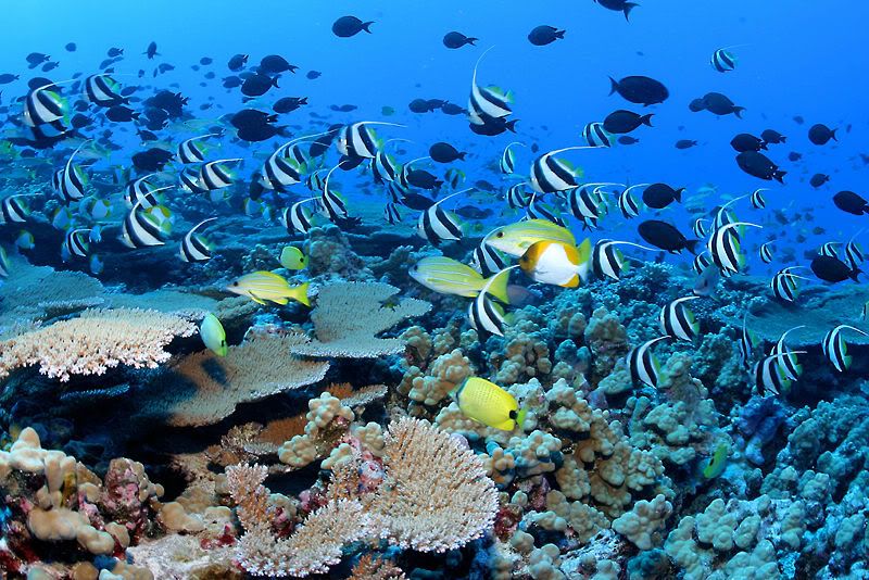 Reef fish Pictures, Images and Photos