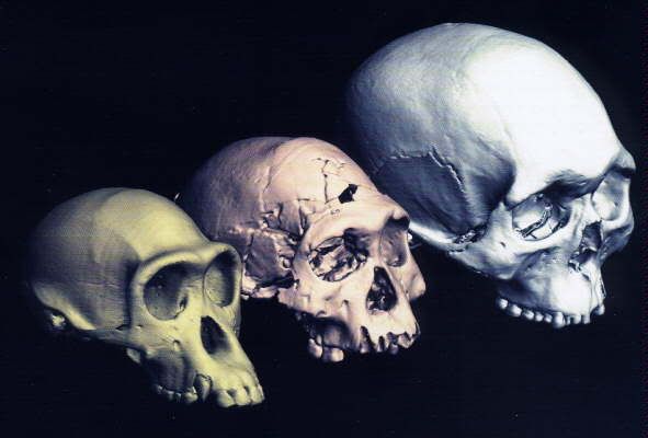 Hominid Skulls Pictures, Images and Photos