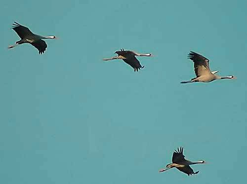 Cranes-in-flight.jpg picture by unautremonde