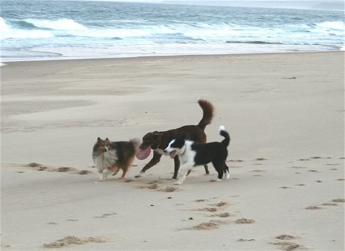 dogsonbeach.jpg