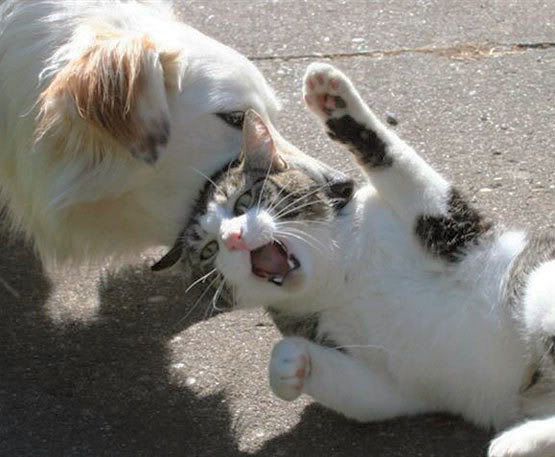 Cat And Dog Fighting