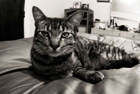 Photo Sharing and Video Hosting at Photobucket